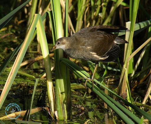 Water Rail 9P051D-001.JPG